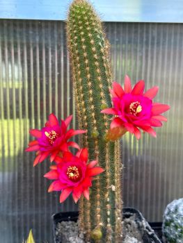 Preview: Hildewintera hybrid - Hauggs amethyst